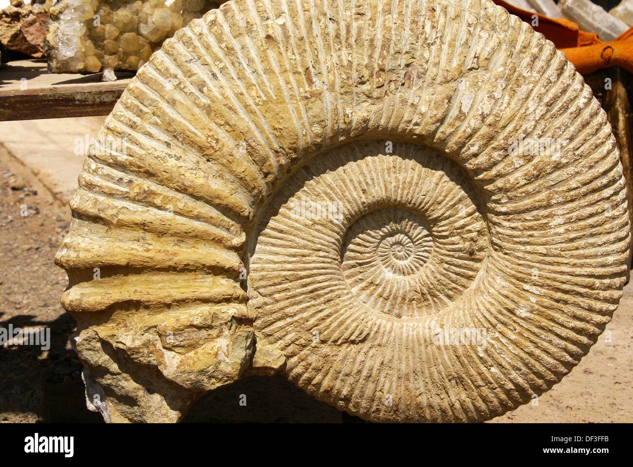 Fossils Maghreb Atlas Mountains Morocco Africa. Stock Photo