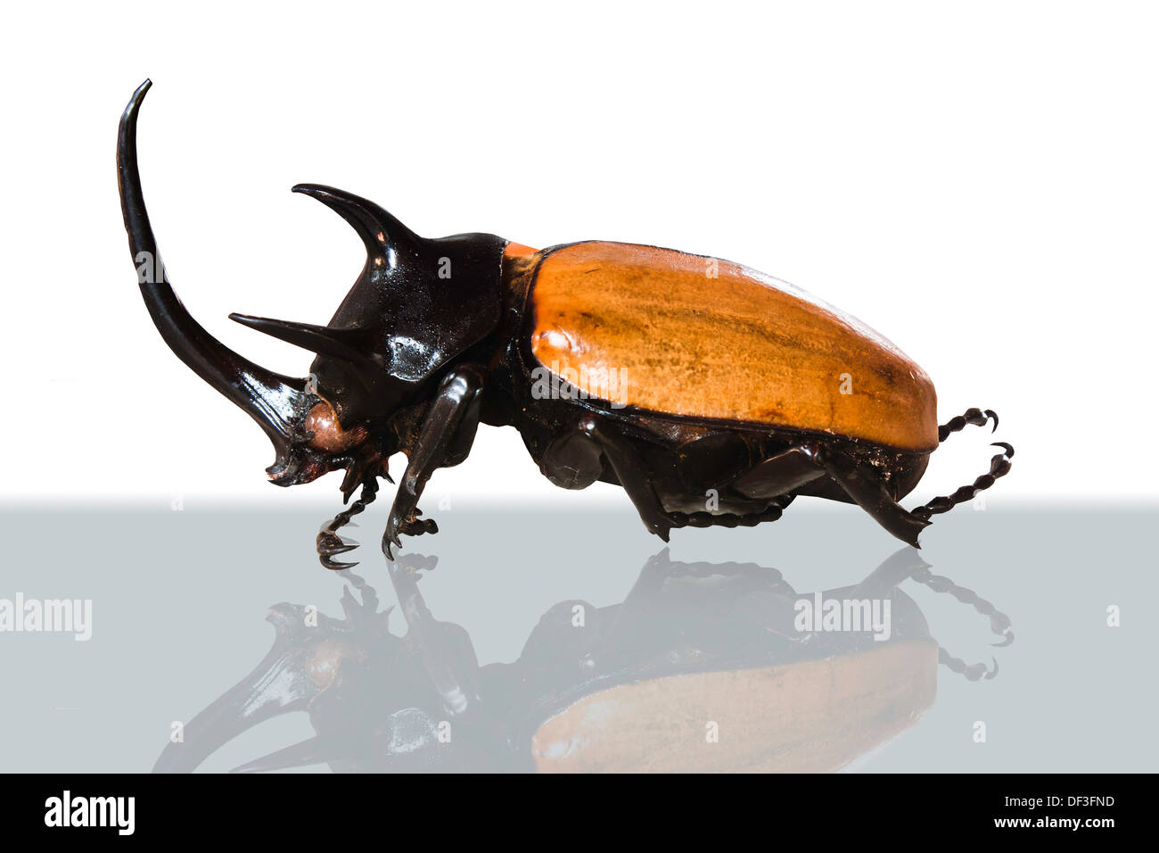 animal, antenna, backgrounds, beauty, beetle, big, bite, black, brown, bug, case, claw, close, closeup, clotures, color, danger Stock Photo
