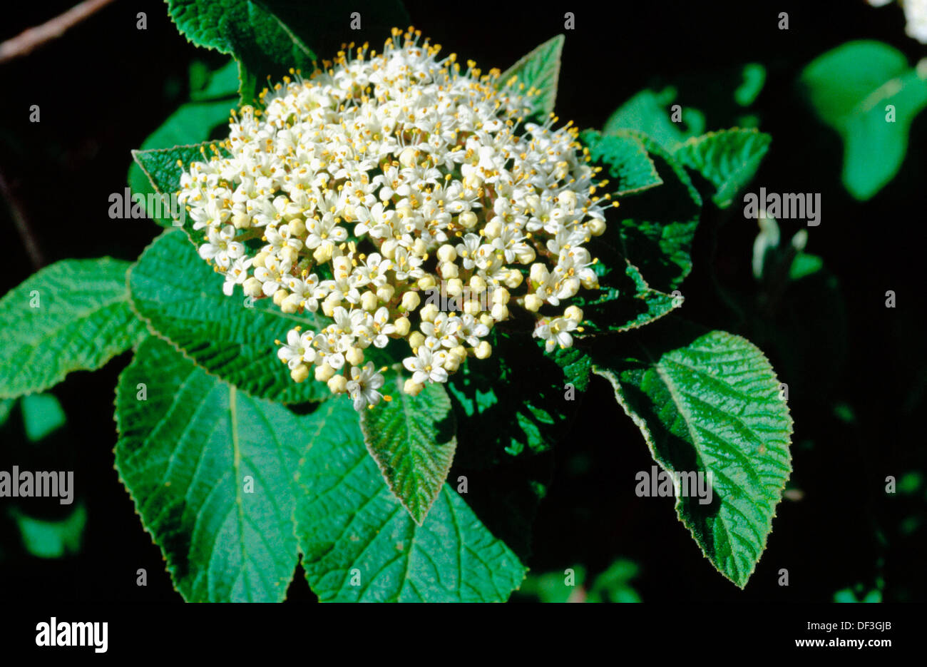 Mohican (Viburnum lantana). Leaves and flowers. Poisonous plant Stock