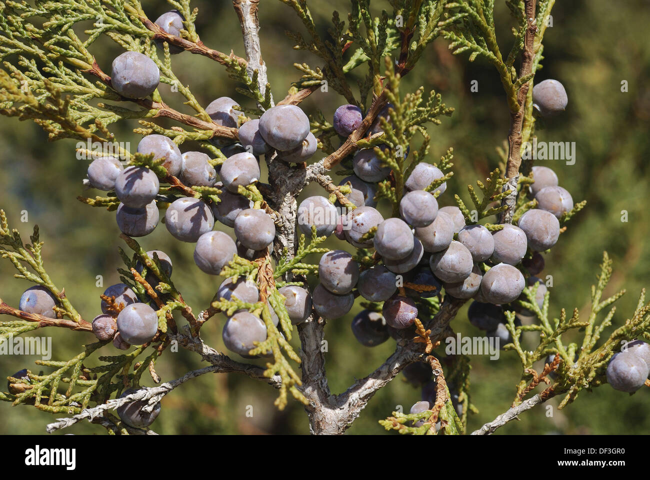 Spanish Juniper (Juniperus thurifera Stock Photo Alamy