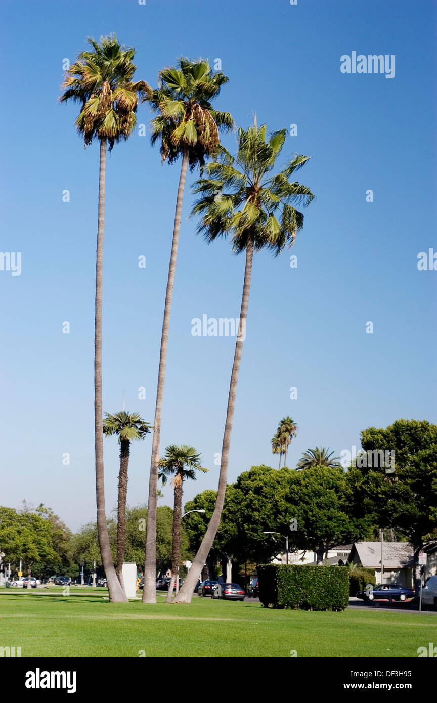Palm trees. Los Angeles. California. United States Stock Photo Alamy