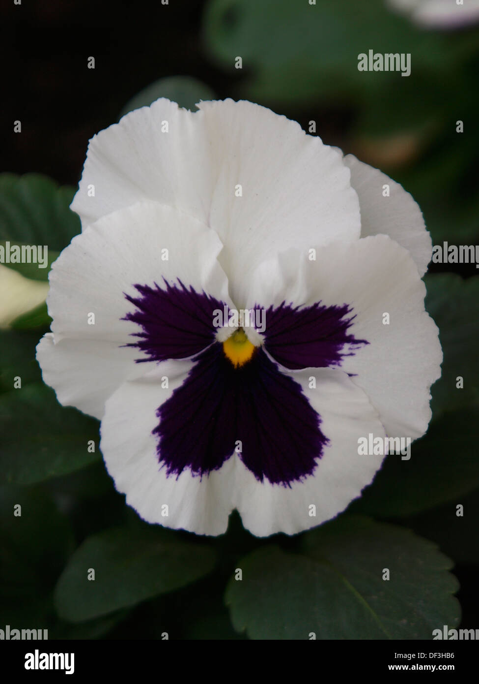 Pansy flower, Stock Photo