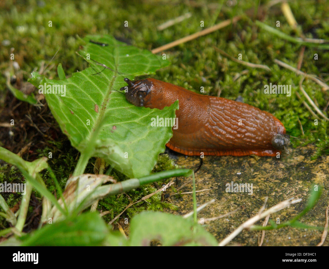 Slug eating a leaf, UK 2013 Stock Photo Alamy