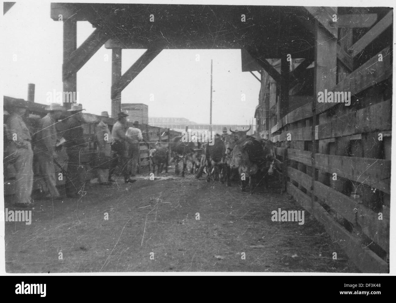 Cattle in stockyard sales pen. Halliday, North Dakota 285346 Stock