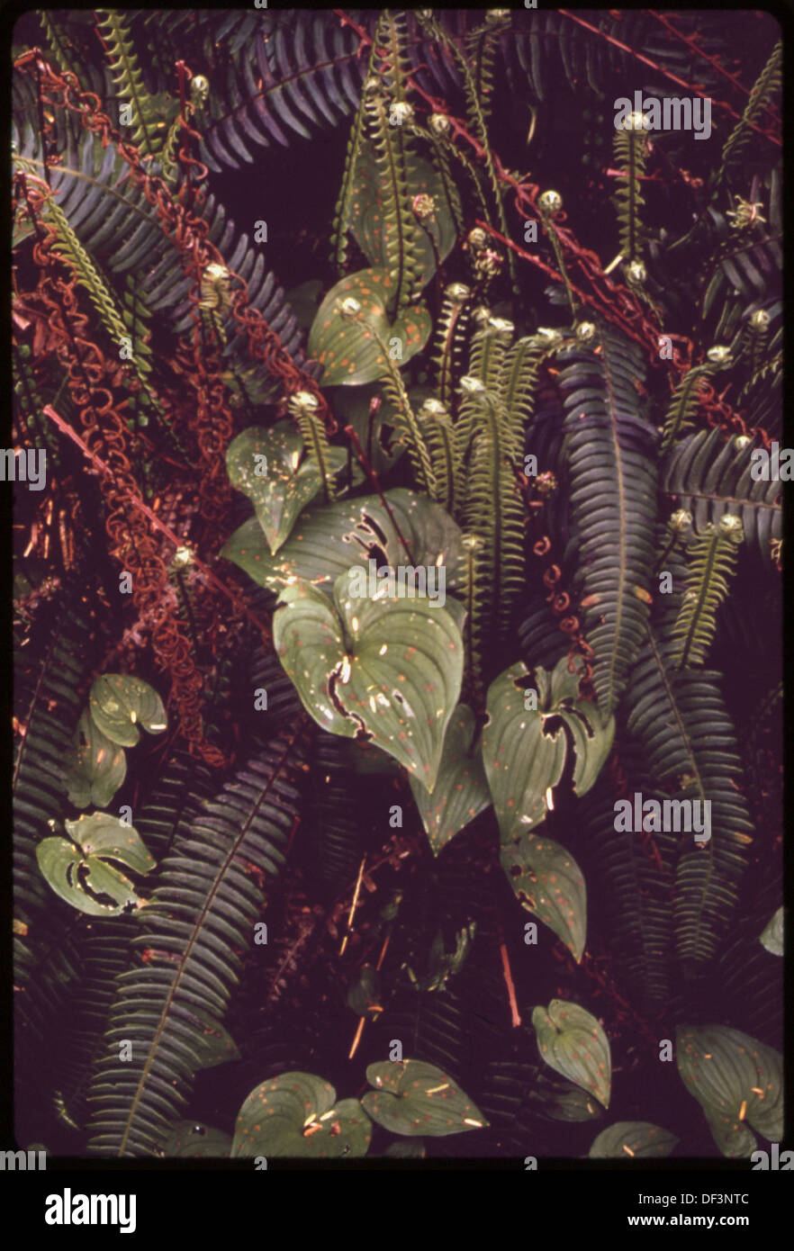 CLIMAX FOREST GROUND COVER OF DEER FERNS, WESTERN SWORD-FERNS AND BEAD RUBY PLANTS ON AN OCEAN STRIP IN OLYMPIC... 555050 Portrait Stock Photo