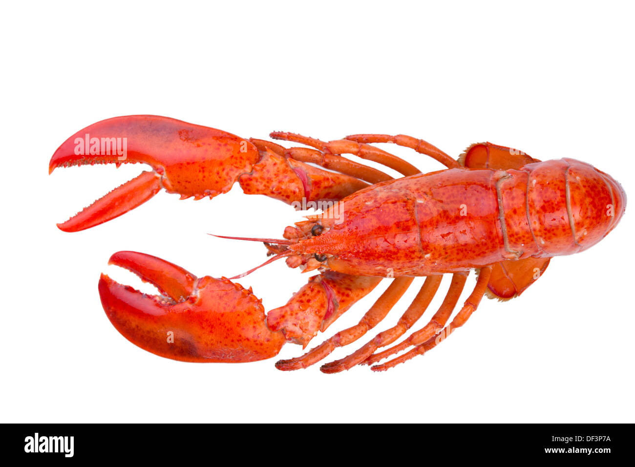 Isolated red lobster just came out from the Atlantic Ocean Stock Photo