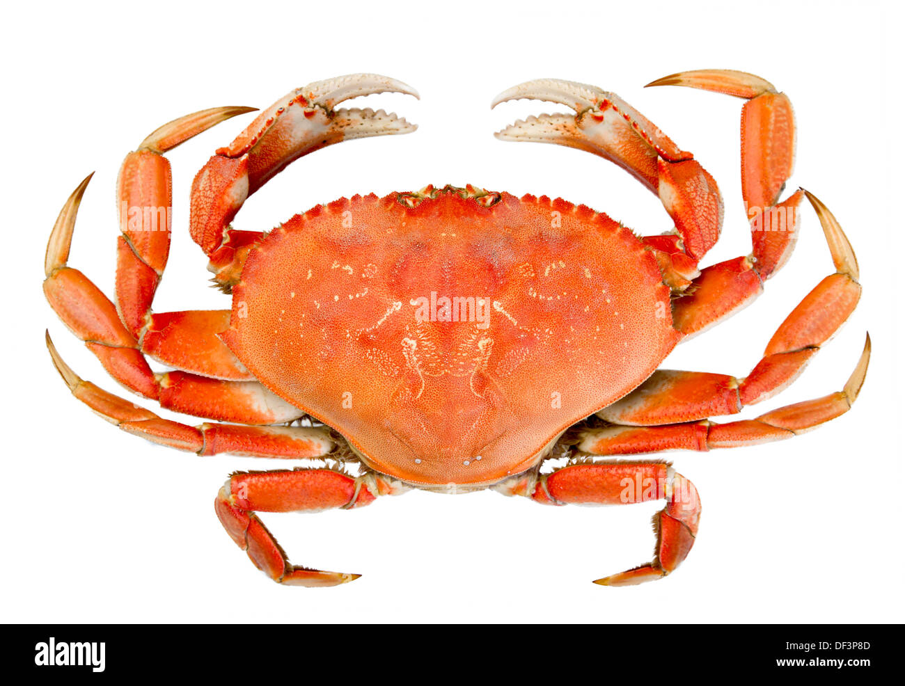 Cooked whole dungeness crab with natural marks on the shell and isolated on white background Stock Photo