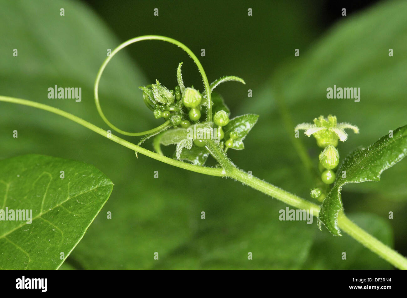Plant climbing stem bryonia dioica hires stock photography and images