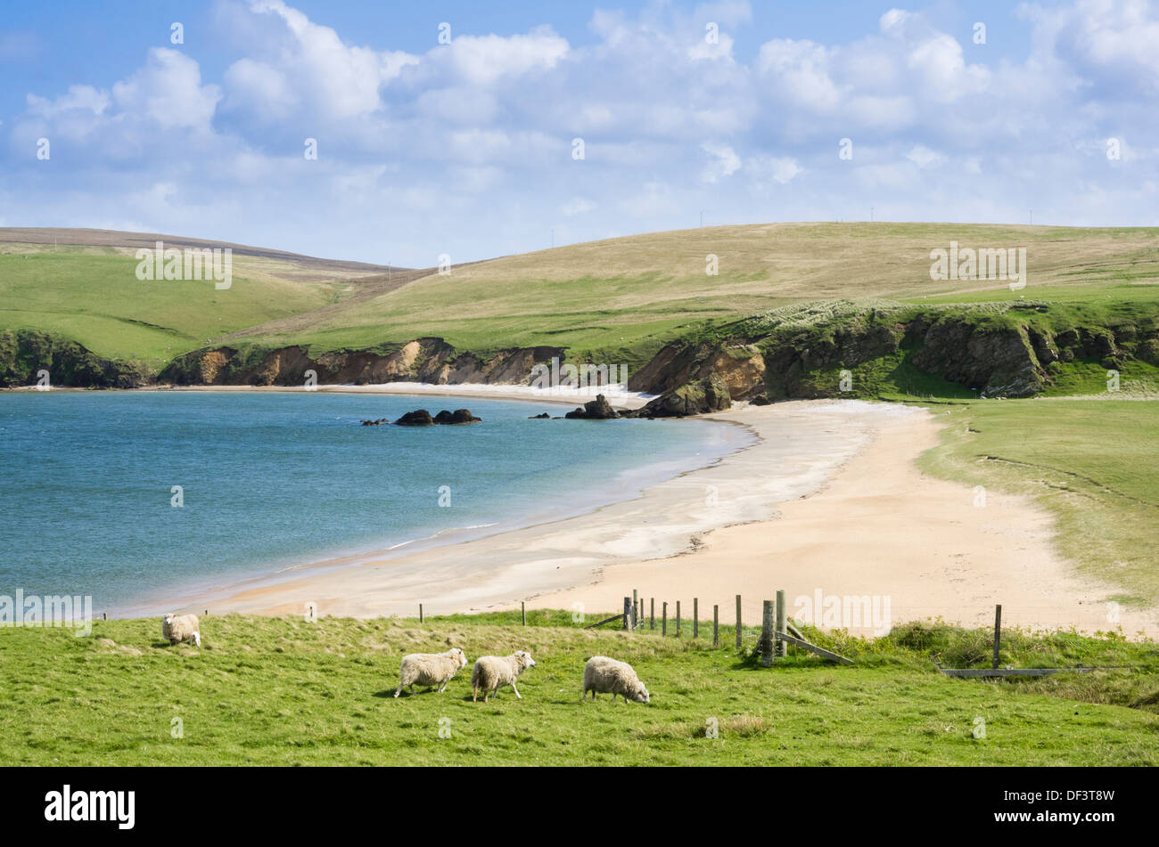 Sea loch and remote empty sandy beach with sheep on the shore near Burrafirth, Unst, Shetland Islands, Scotland, UK, Britain Stock Photo