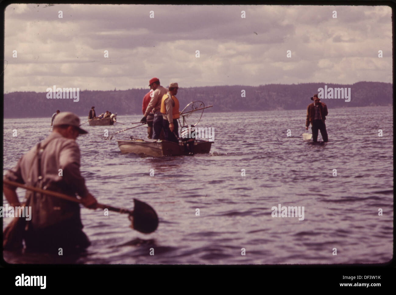 CRAB NETTING AT BRINNON TIDE FLAT ON THE HOOD CANAL BRINGS OUT LARGE