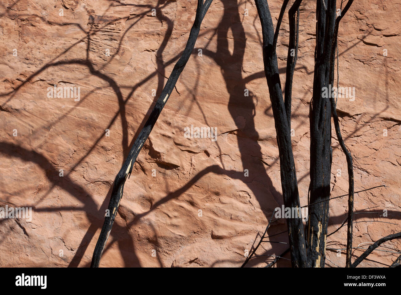 Burned tamarisk along the Colorado River near Moab, Utah. Stock Photo