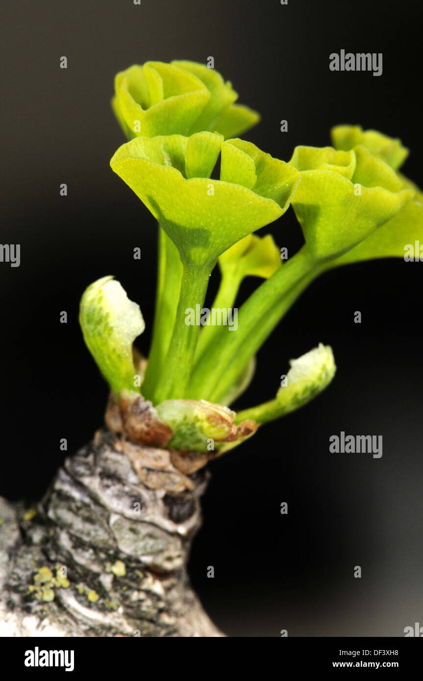 Sprouting of Ginkgo biloba, Maidenhair Tree, Fam. Ginkgoaceae. Lesseps