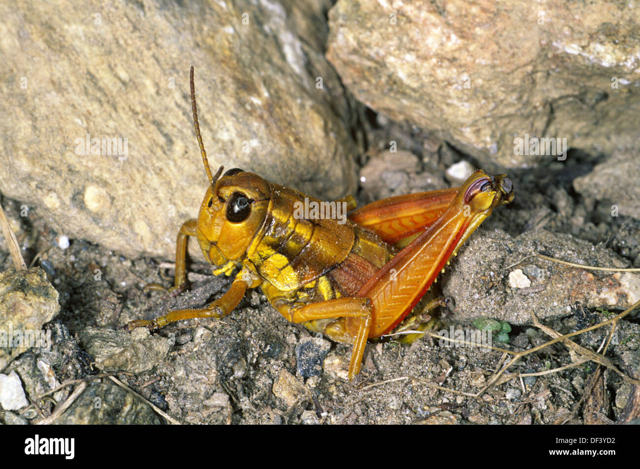 Eggs Stock Photos & Eggs Stock Images Alamy