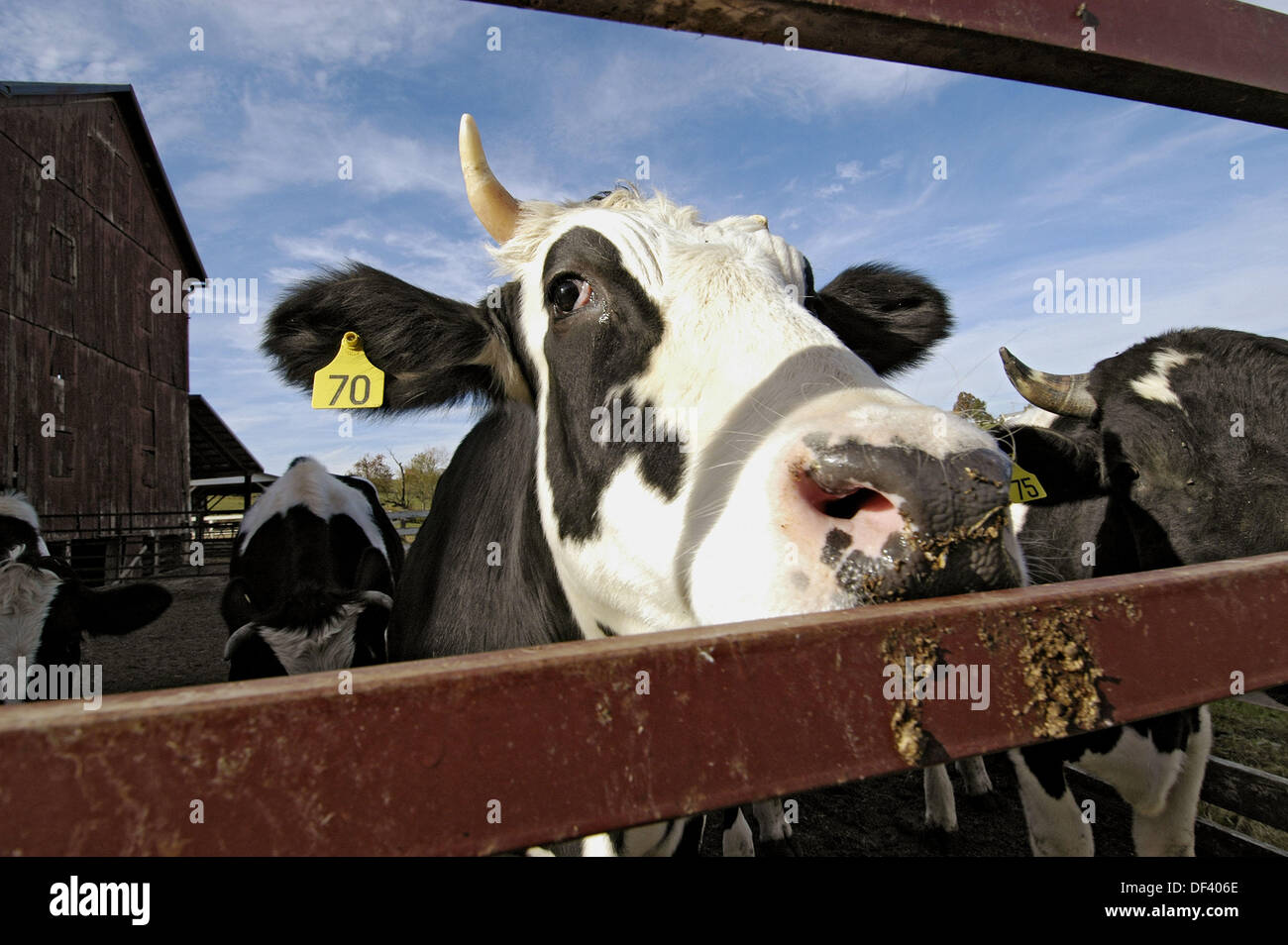 Dairy cow with ear tag on Amish Farm in Ohio Stock Photo Alamy
