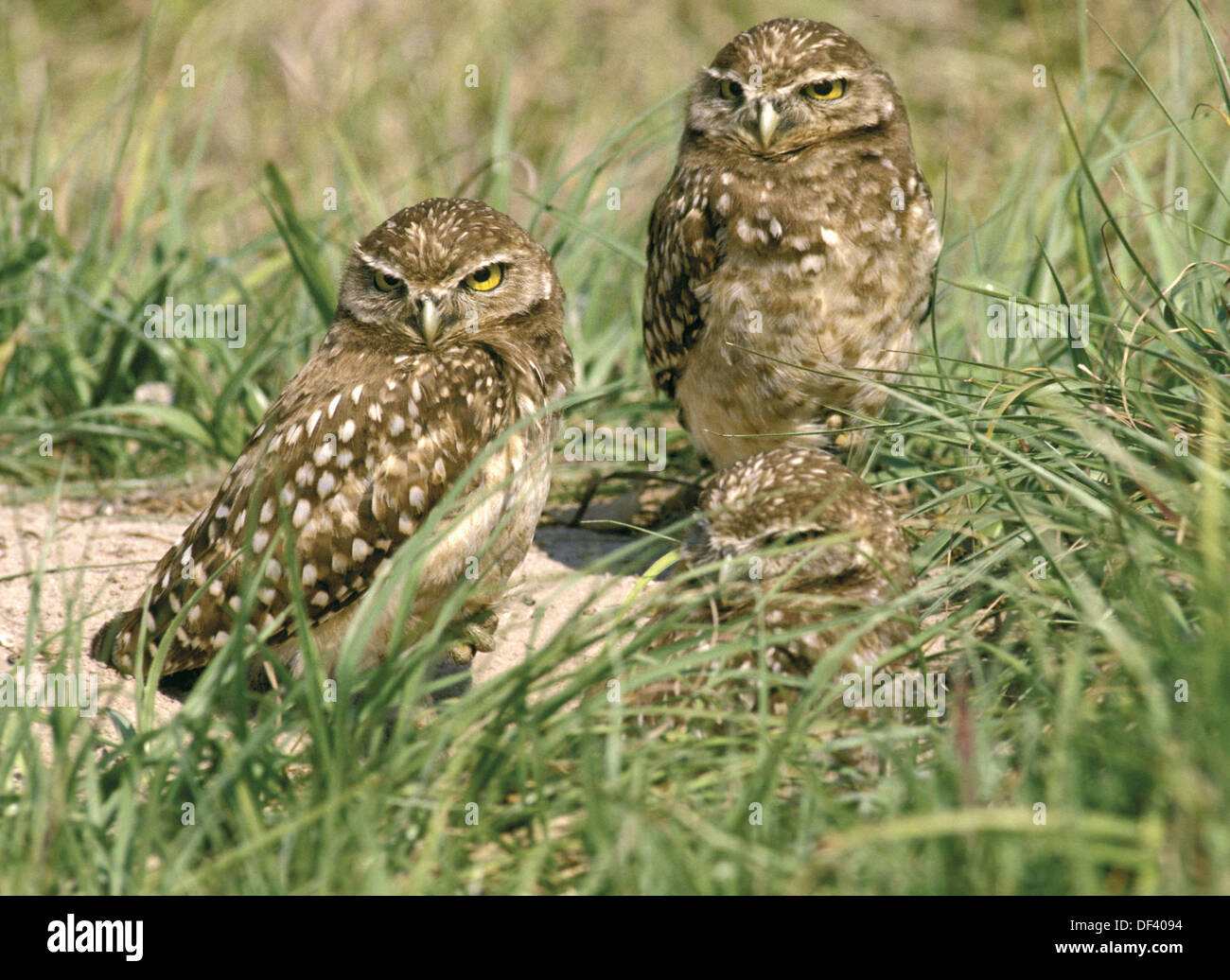 Juvenile burrowing owls (Speotyto cunicularia) at nest waiting to be