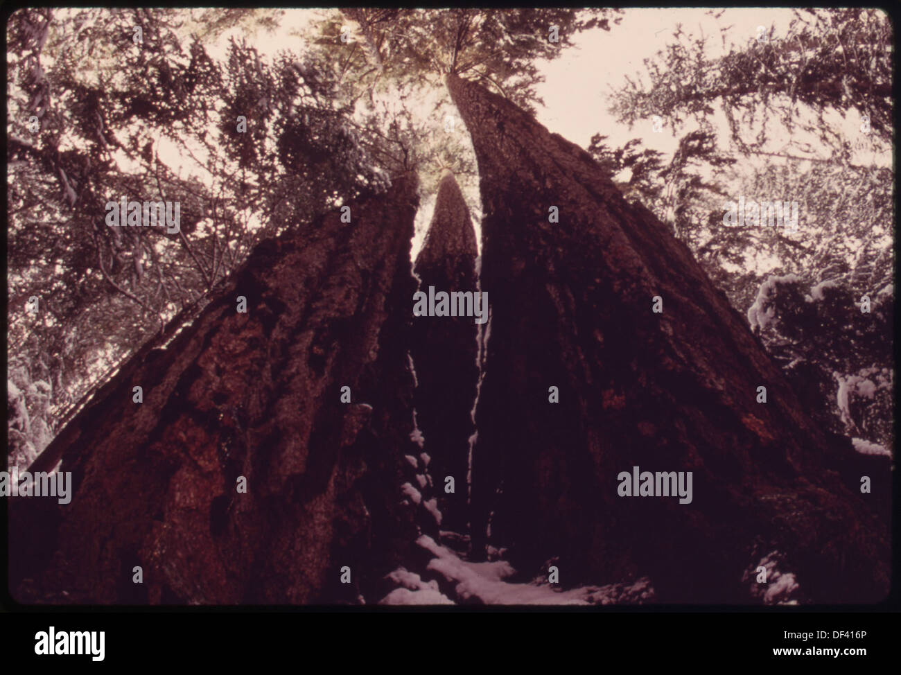 DOUGLAS FIR TREES APPROXIMATELY 100 YEARS OLD ON BAINBRIDGE ISLAND