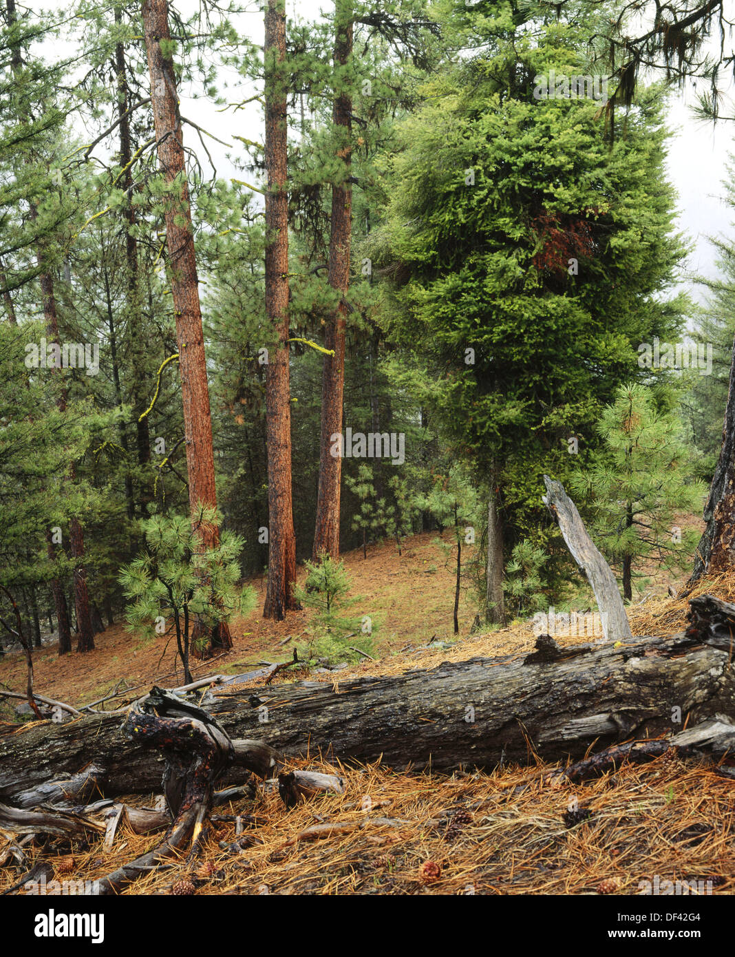 Ponderosa Pines (Pinus ponderosa), Mill Creek Wilderness, Ochoco