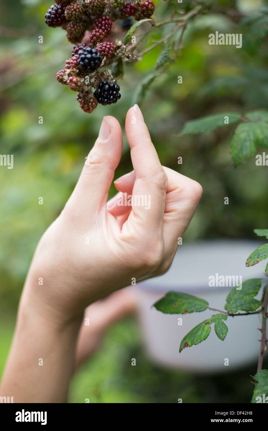 Close Up Of Woman's Hand Picking Blackberries Stock Photo