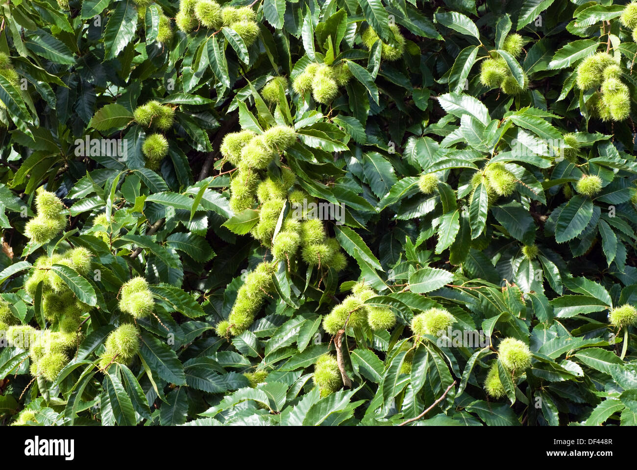 Sweet chestnut tree Stock Photo Alamy