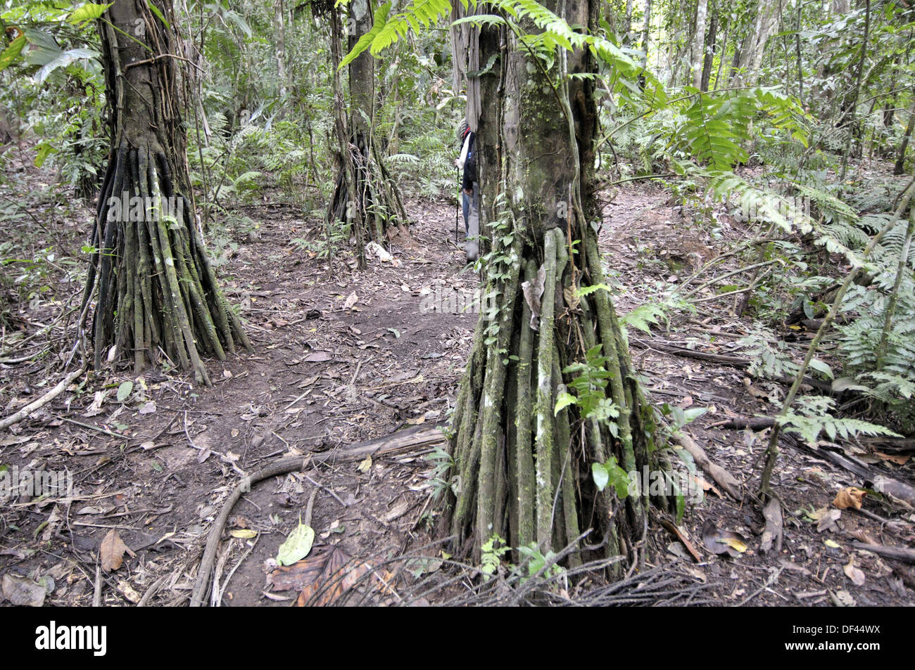 Trees, Madidi National Park in the upper Amazon river basin in Bolivia