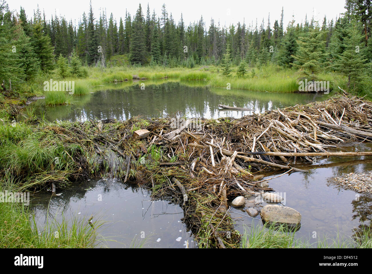 Beaver Dam Construction Near Hinton Alberta Canada Canadian Rockies