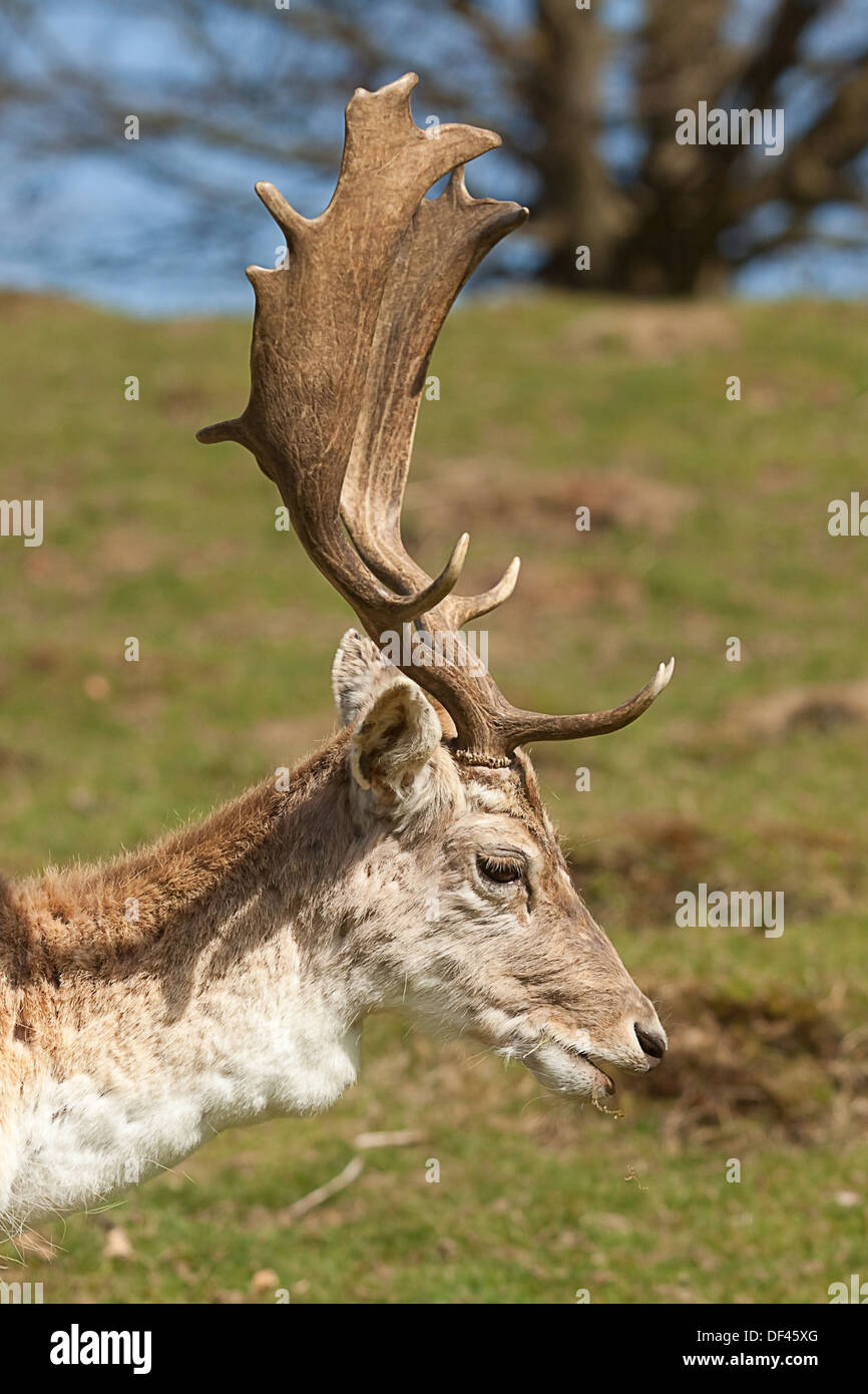 Male Deer (stag) portrait Stock Photo