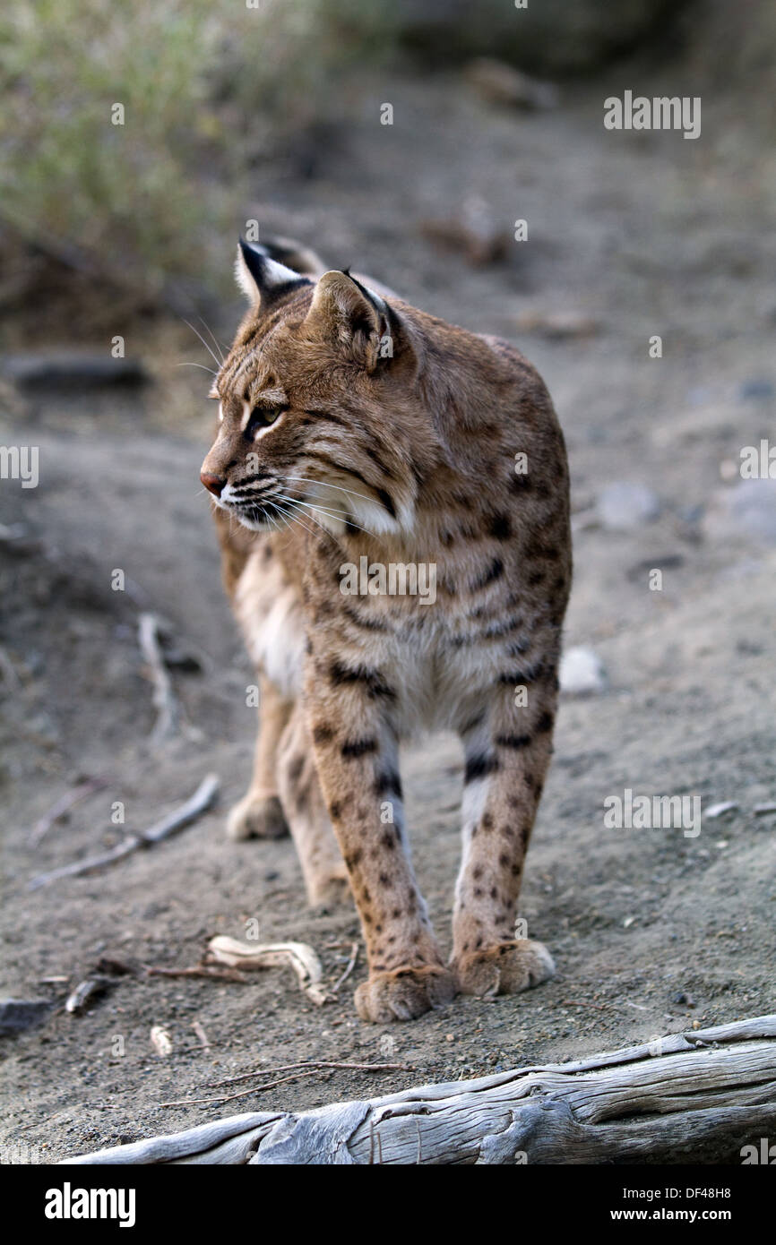 Adult North American bobcat looking to the left. Stock Photo