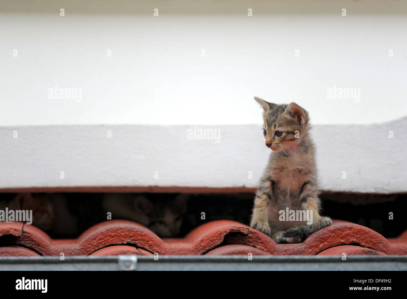 kitten on the roof Stock Photo