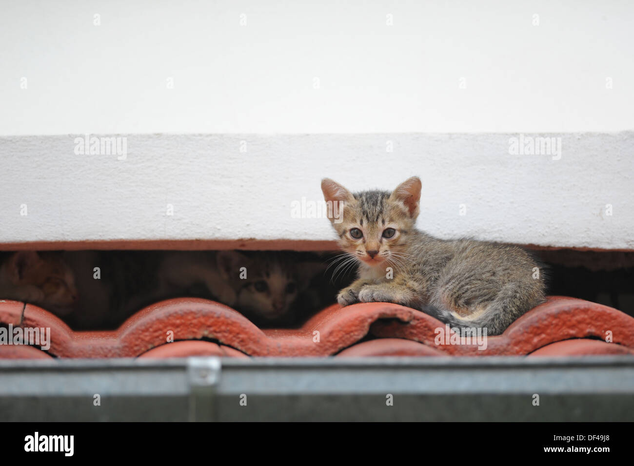 kitten on the roof Stock Photo