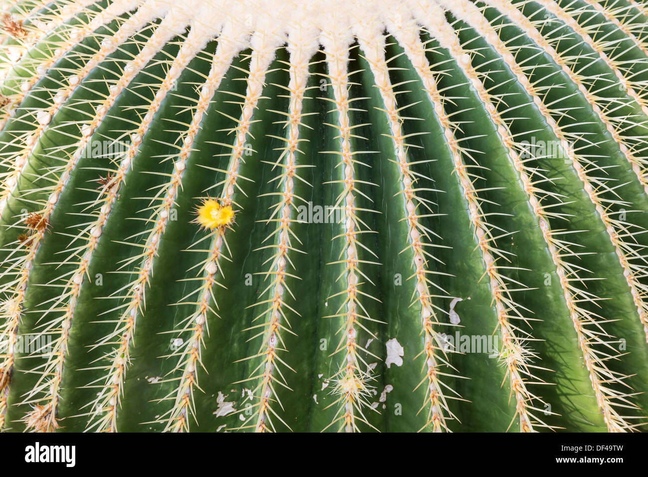 Closeup of a big barrel cactus in a botanical garden Stock Photo