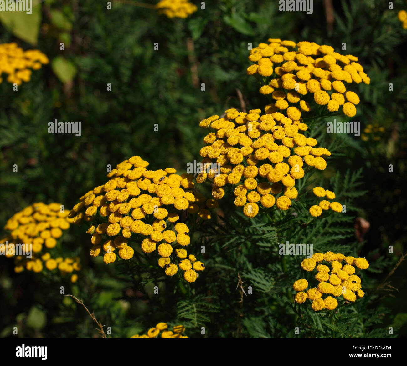 Tansy in flower Stock Photo