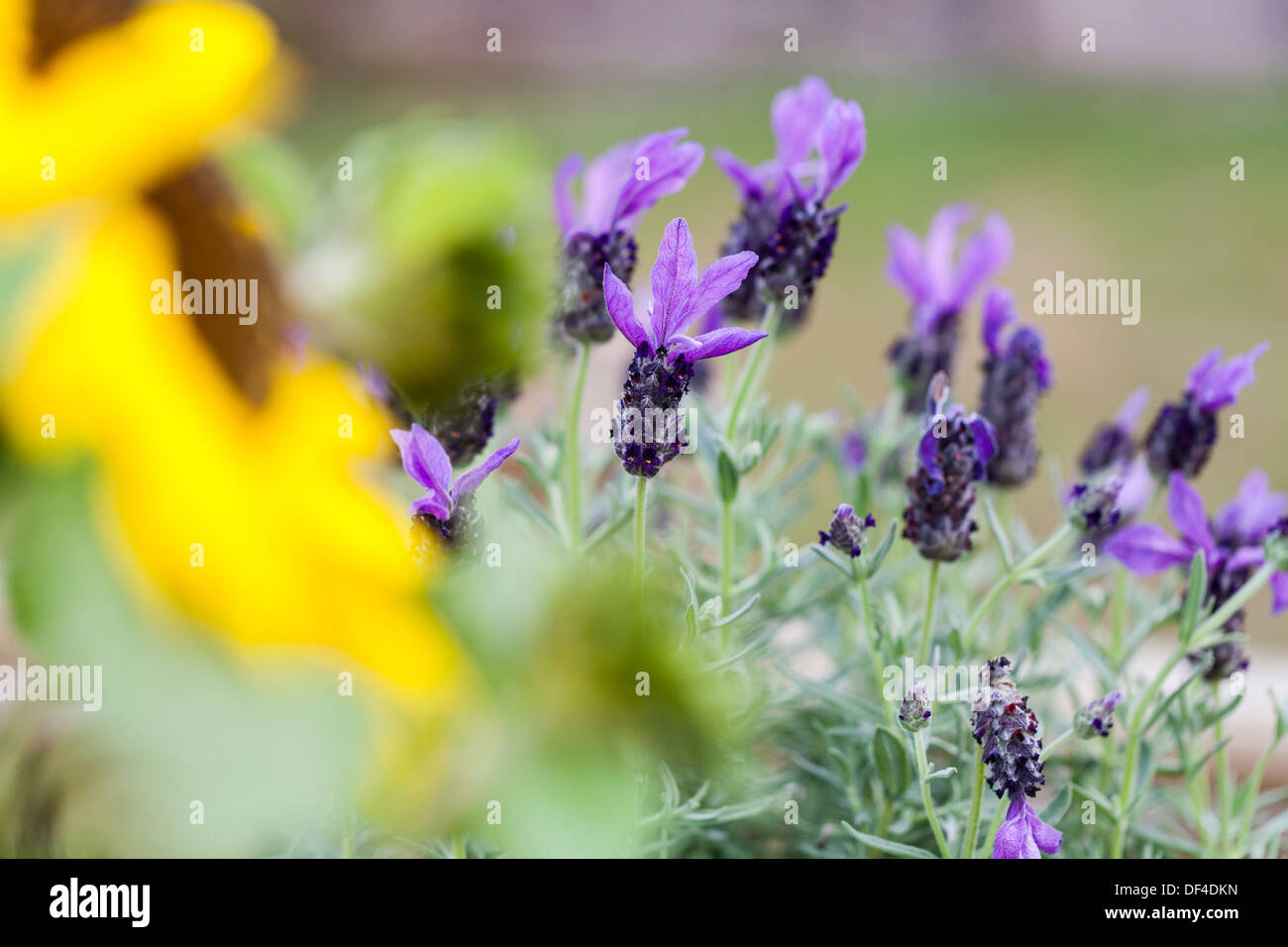 Lavender growing near sunflowers Stock Photo Alamy