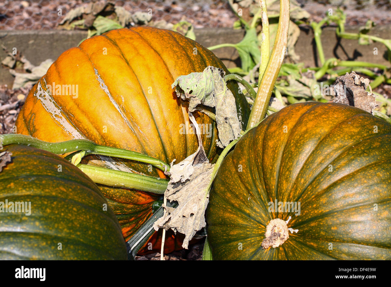 Pumpkins ripening in the Autumn sun Stock Photo - Alamy