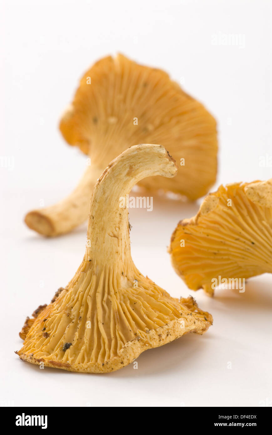 Yellow chanterelle (Cantharellus cibarius Stock Photo Alamy