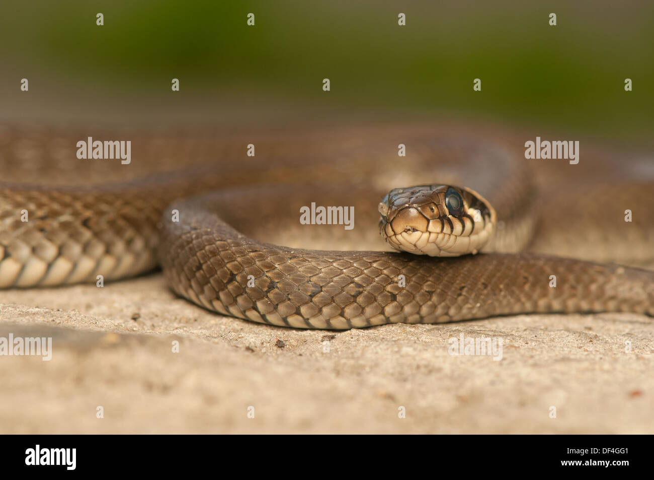 Grass snake Stock Photo