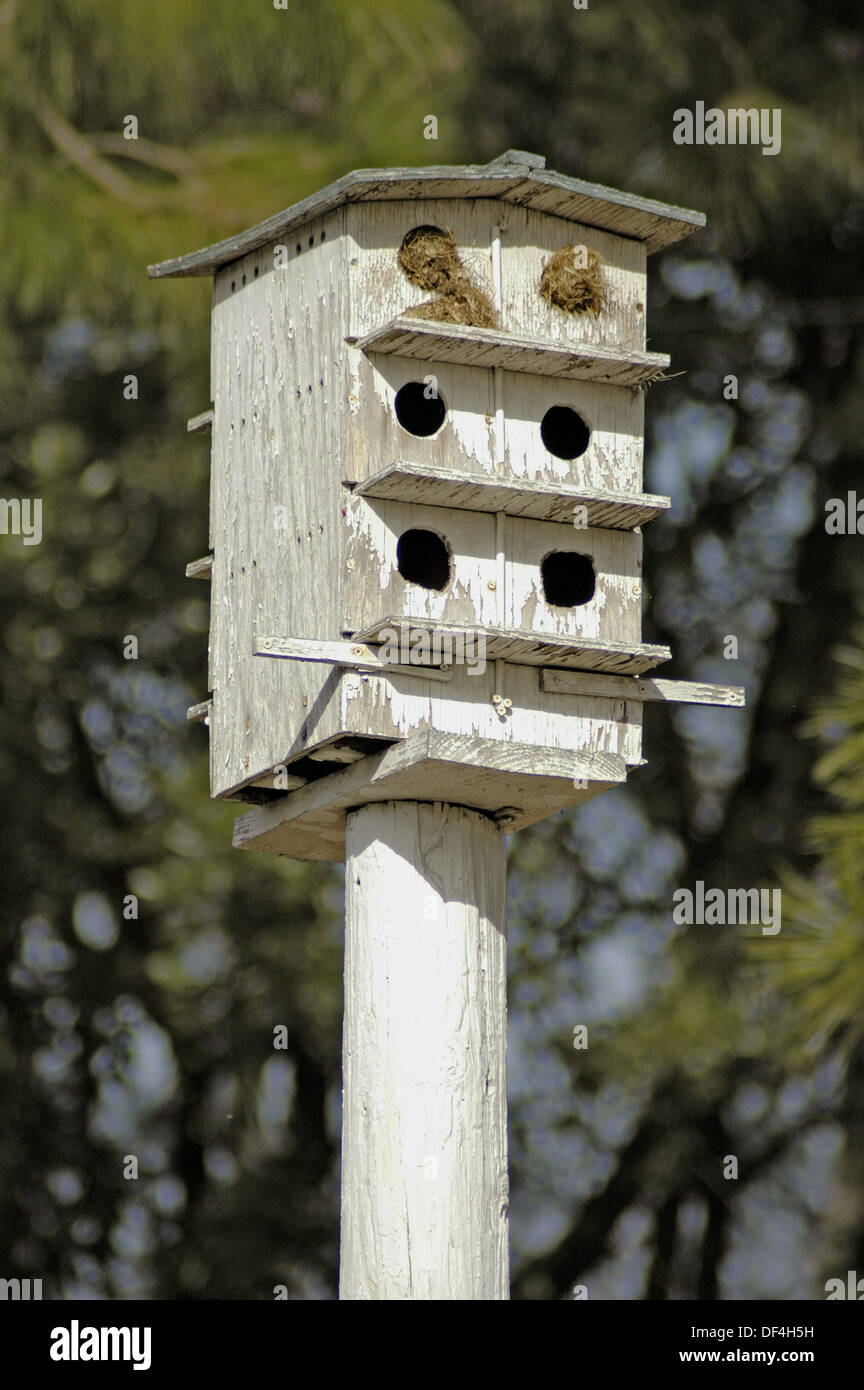 Bird Houses for Martins, Sparrows, Lennits, Blue Birds etc in the South