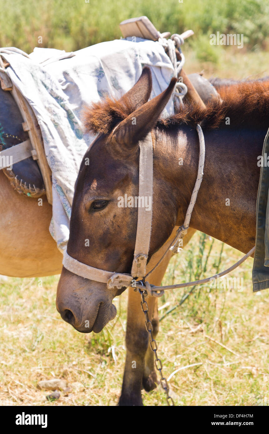 Donkeys - best transportation through greek mountains Stock Photo
