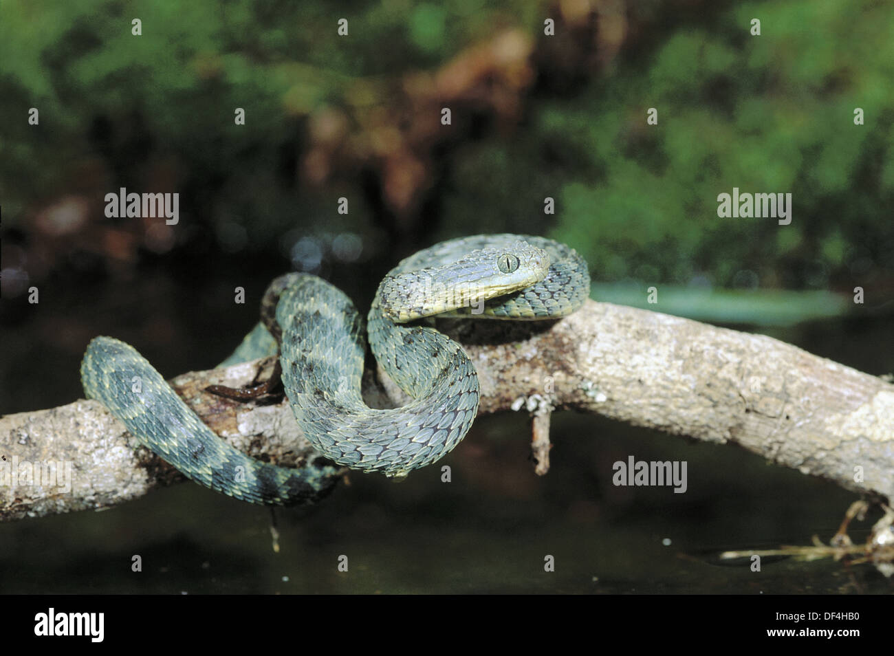 Green Bush Viper (Atheris chlorechis) coiled in tree, Atewa Range, Ghana -  SuperStock