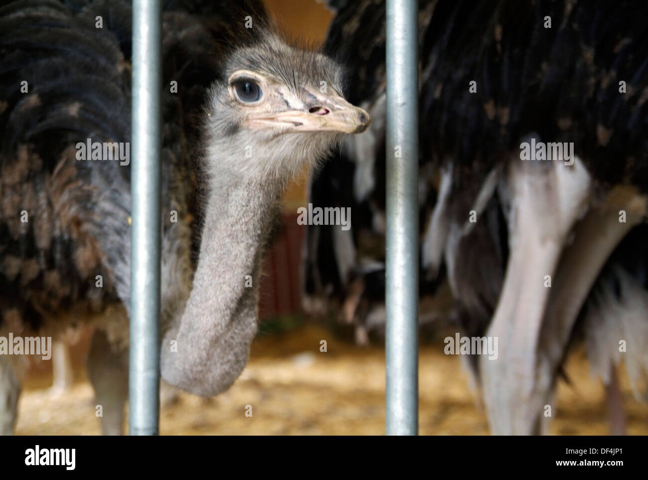 Ostrich Behind Bars Stock Photo