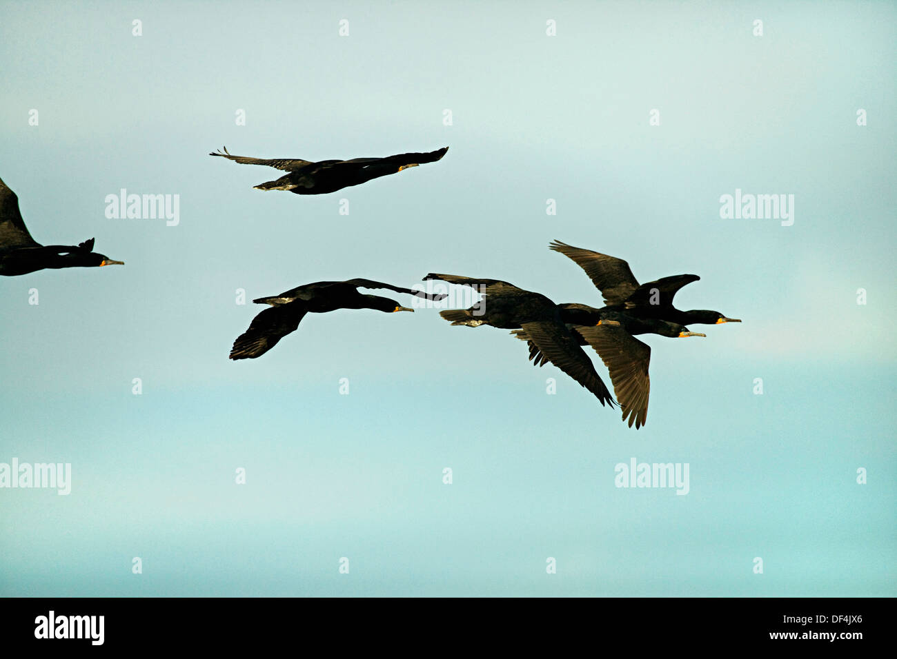 Flying Geese Stock Photo