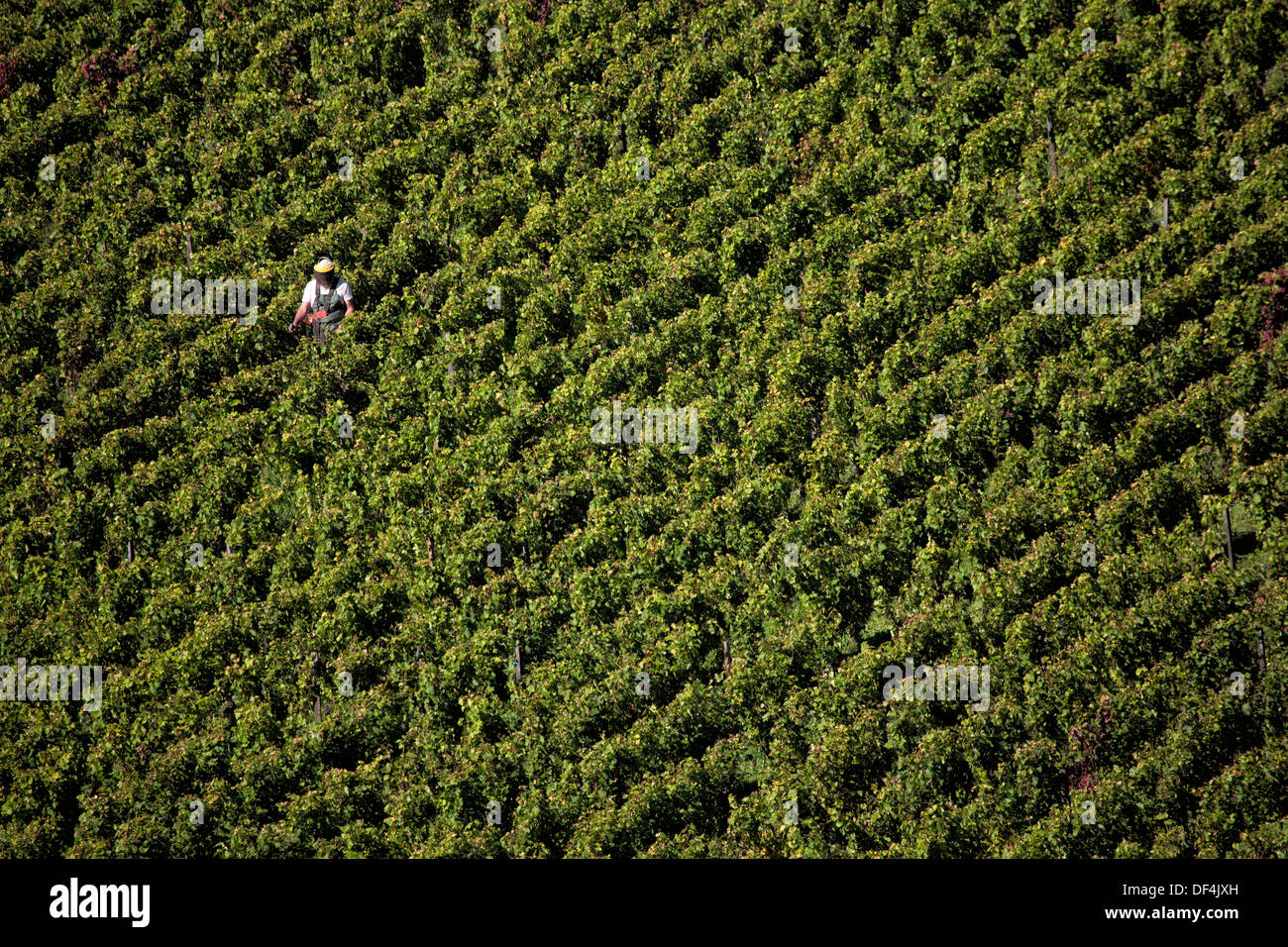 Man tending vines  in a vineyard in Burgundy France Stock Photo