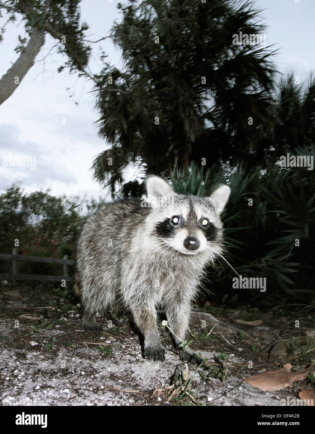 Barnyard Raccoon Raccoon in Yard Stock Photo - Alamy