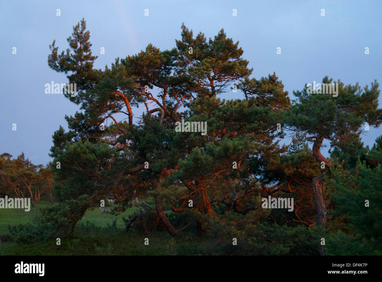 Cluster of Small Pine Trees at Sunset Stock Photo