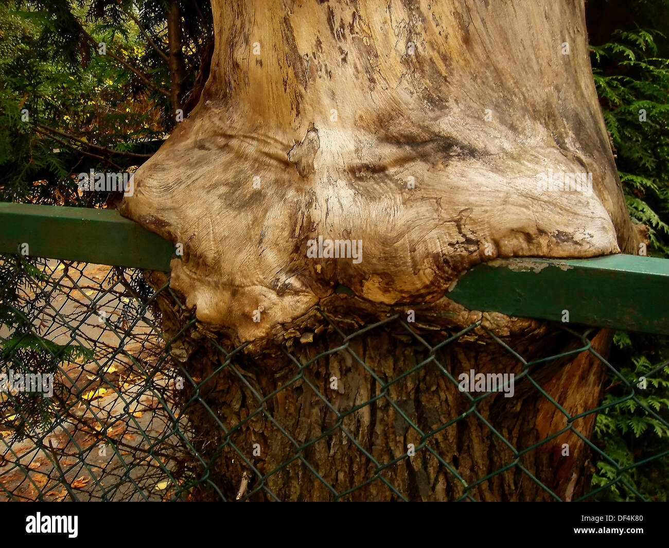 Tree Trunk Swallowing Green Fence Stock Photo