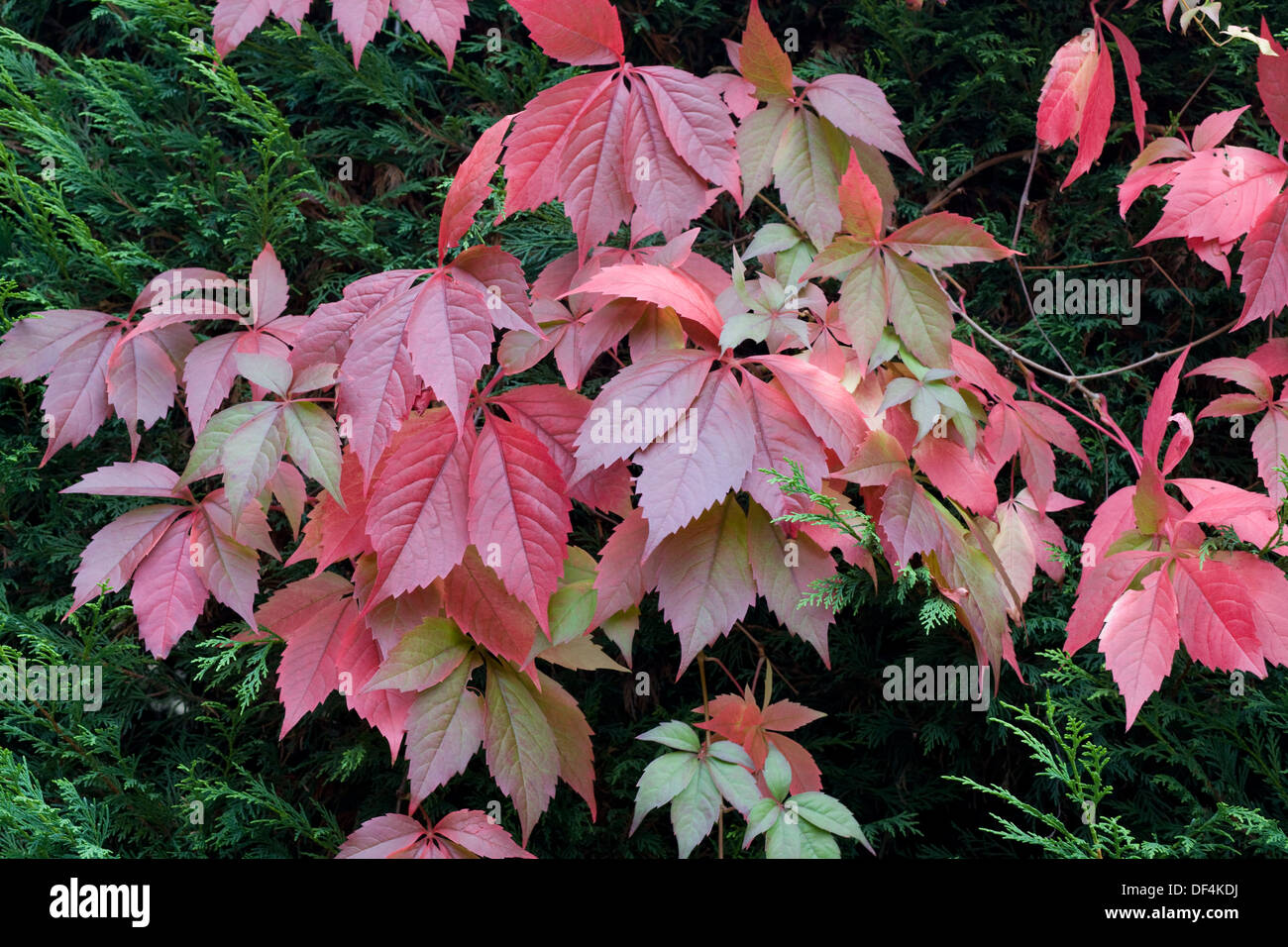 Evergreen fir tree hires stock photography and images Alamy