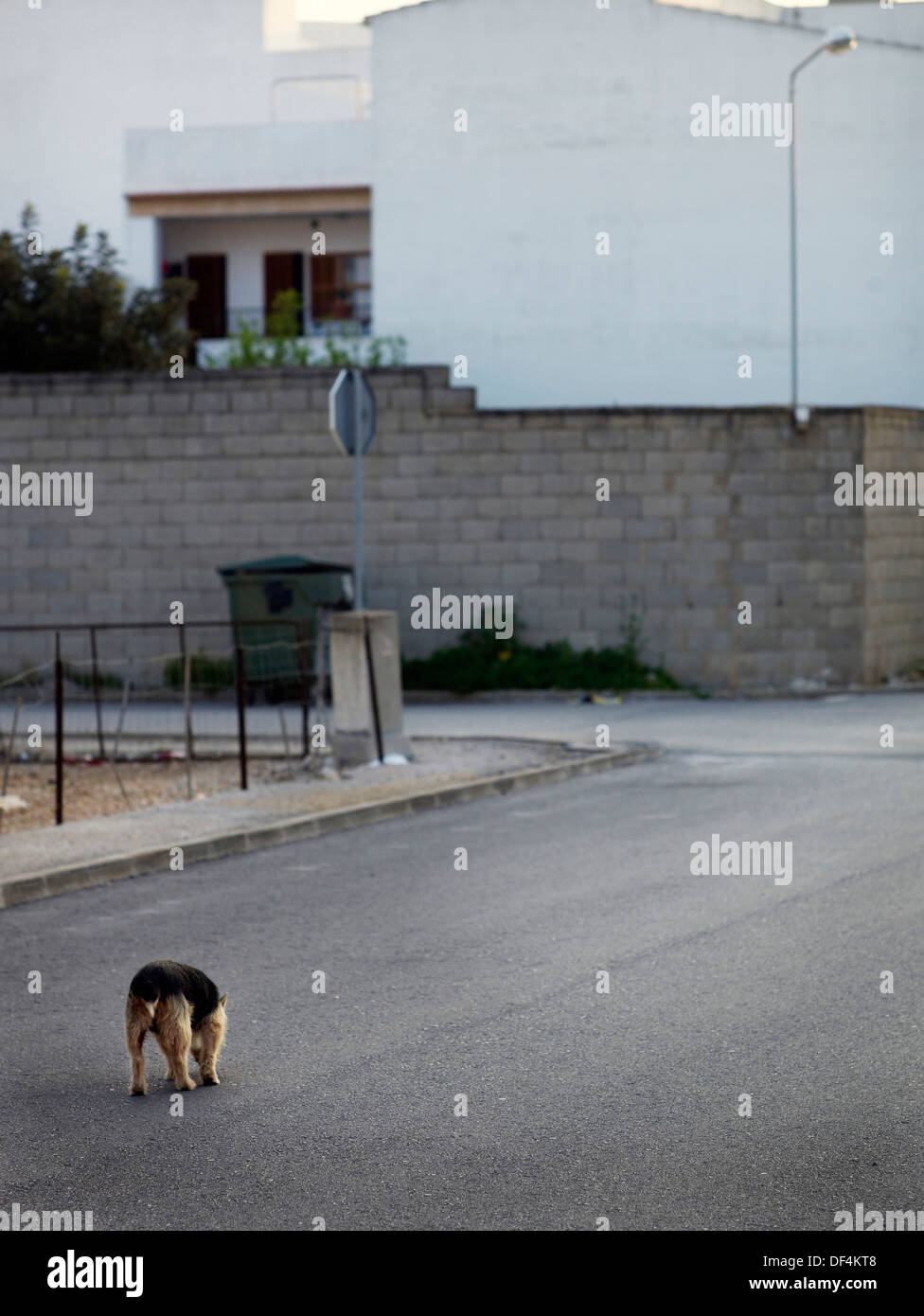 Stray Dog on Urban Street Stock Photo