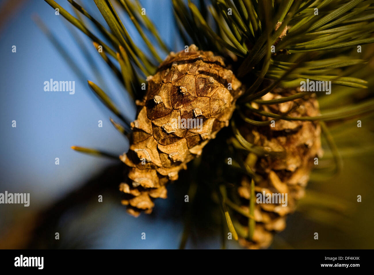 Two Pine Cones, Close Up Stock Photo