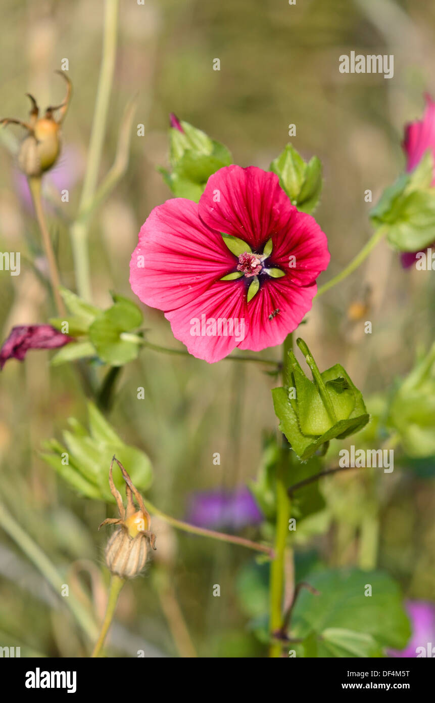 Mistery flower (Malope trifida) Stock Photo