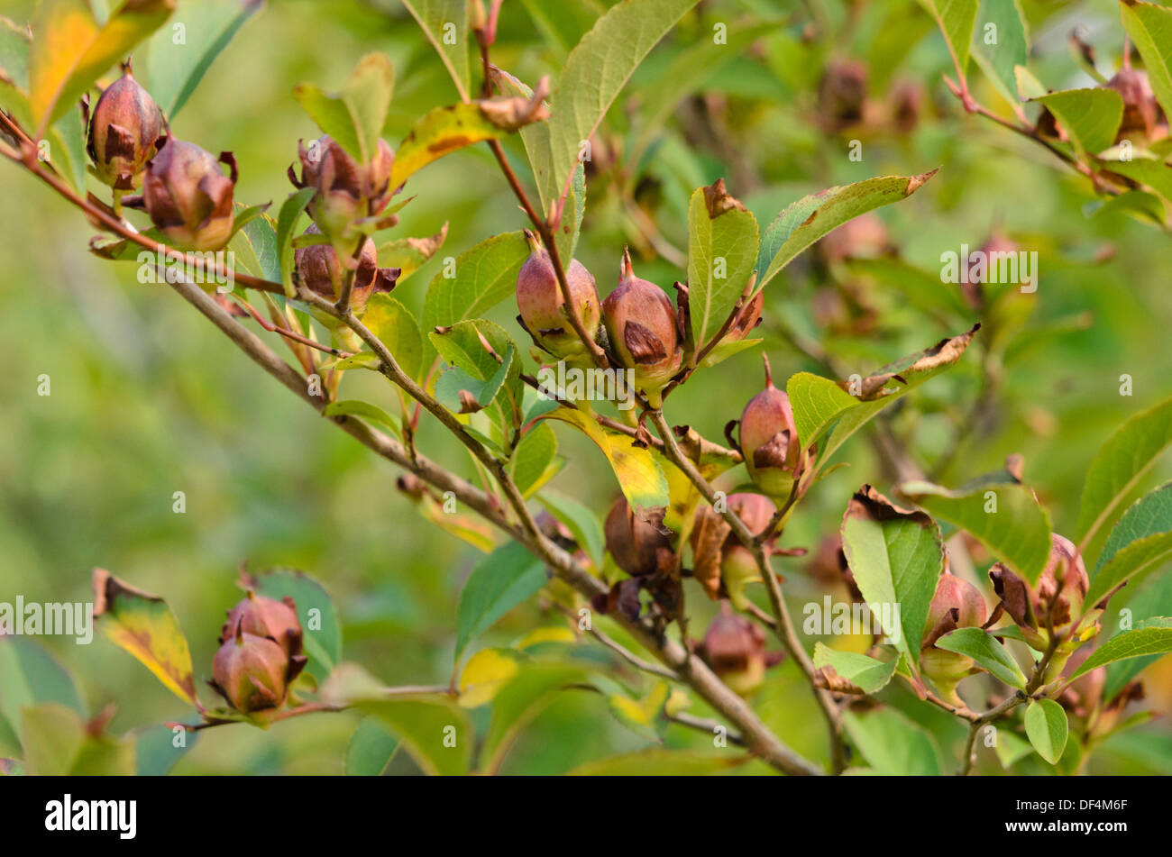 Sawtooth stewartia (Stewartia serrata) Stock Photo