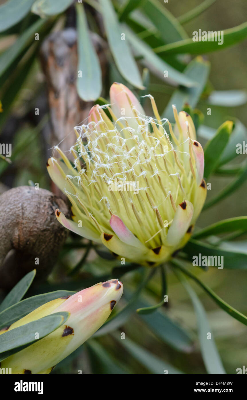 Common sugarbush (Protea repens) Stock Photo